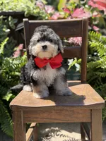 F1B Tucker, a male Maltipoo for sale in Mayfield, KY – 6 of 10