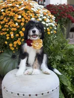 F1 Victoria, a female Bernedoodle for sale in Mayfield, KY – 6 of 10