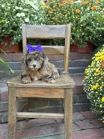 Tinsley, a female Shihpoo for sale in Mayfield, KY – 2 of 10