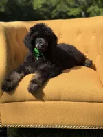 AKC Winston , a male Poodle - Multi-Colored Standard for sale in Mayfield, KY – 4 of 10