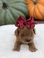Burgundy bow f, a female Cavapoo for sale in Mayfield, KY – 3 of 6