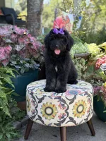 F1 Trinity, a female Bernedoodle for sale in Mayfield, KY – 9 of 10