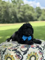 F1 Tyler, a male Bernedoodle for sale in Mayfield, KY – 9 of 9