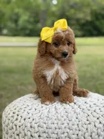 Allison, a female Miniature Goldendoodle for sale in Mayfield, KY – 10 of 10