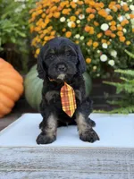 F1 Scout, a male Cavapoo for sale in Mayfield, KY – 7 of 10