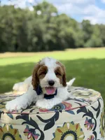 F1B Landon, a male Cavapoo for sale in Mayfield, KY – 10 of 10