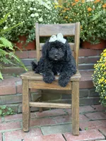 Jasmine, a female Miniature Bernedoodle for sale in Mayfield, KY – 3 of 9