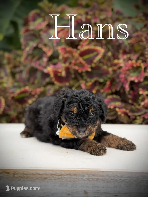 Hans – Miniature Bernedoodle puppy for sale in Mayfield, KY