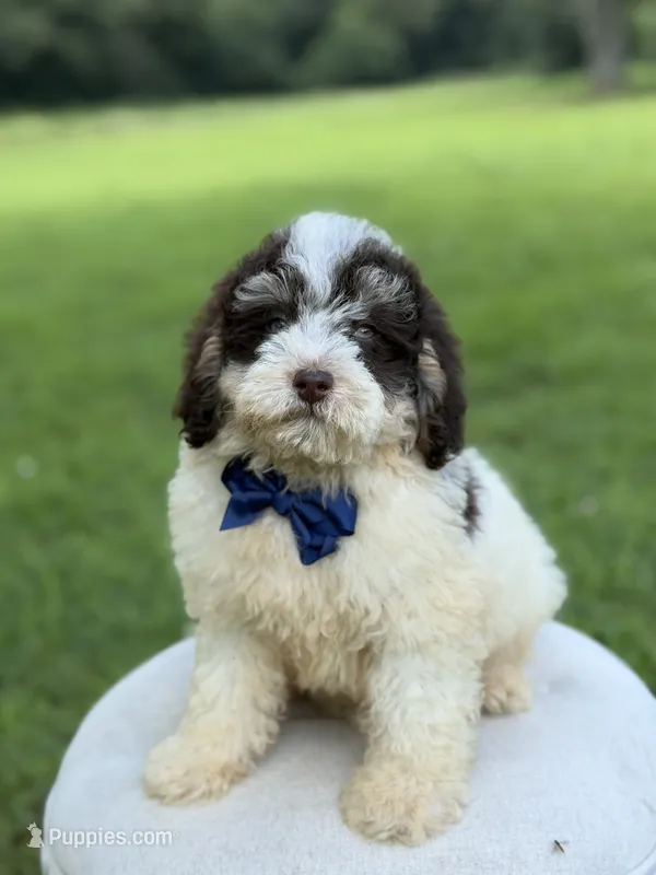 Uncle Sam  – Miniature Bernedoodle puppy for sale in Mayfield, KY