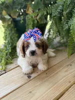 F1 Chloe, a male Cavapoo for sale in Mayfield, KY – 4 of 7