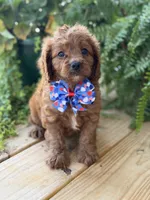 F1 Clark, a male Cavapoo for sale in Mayfield, KY – 5 of 10