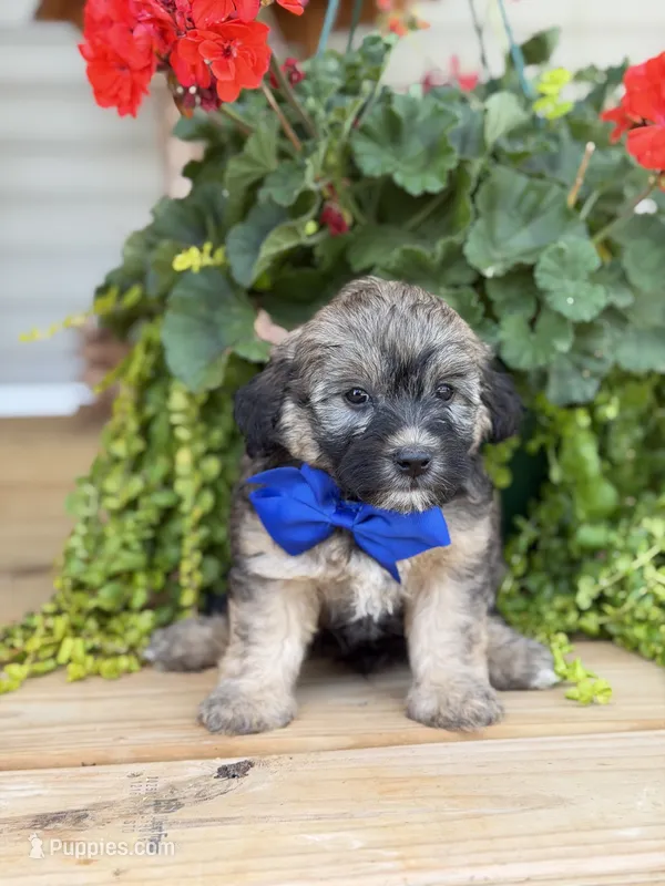 Chocolate sable M – Havapoo puppy for sale in Mayfield, KY