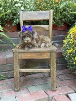 Tinsley, a female Shihpoo for sale in Mayfield, KY – 6 of 10
