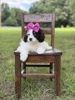 F1 Angel , a female Cavapoo for sale in Mayfield, KY – 4 of 10
