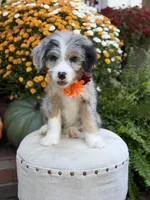 F1 Vanessa, a female Bernedoodle for sale in Mayfield, KY – 9 of 10