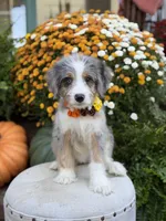 F1 Violet, a female Bernedoodle for sale in Mayfield, KY – 10 of 10