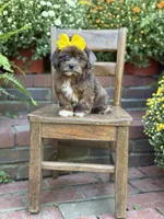 Tessa, a female Shihpoo for sale in Mayfield, KY – 9 of 10