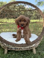 Baxter, a male Miniature Goldendoodle for sale in Mayfield, KY – 6 of 10