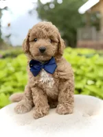 Pete, a male Miniature Goldendoodle for sale in Mayfield, KY – 3 of 10