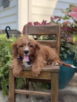 F1 Carter, a male Cavapoo for sale in Mayfield, KY – 9 of 10