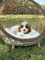 F1B Colton, a male Cavapoo for sale in Mayfield, KY – 5 of 10