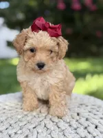 Brandy, a female Maltipoo for sale in Mayfield, KY – 3 of 3