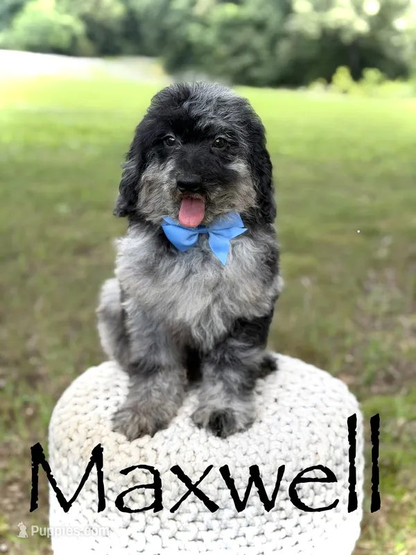 Maxwell – Miniature Goldendoodle puppy for sale in Mayfield, KY