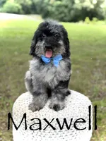 Maxwell, a male Miniature Goldendoodle for sale in Mayfield, KY – 1 of 10