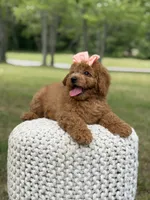 Amber , a female Miniature Goldendoodle for sale in Mayfield, KY – 10 of 10