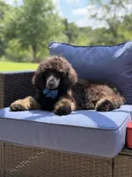 AKC Winston , a male Poodle - Multi-Colored Standard for sale in Mayfield, KY – 6 of 10