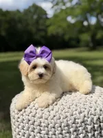 Lori, a female Maltipoo for sale in Mayfield, KY – 3 of 9