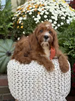 F1 Carter, a male Cavapoo for sale in Mayfield, KY – 5 of 10