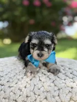 F1B Tucker, a male Maltipoo for sale in Mayfield, KY – 6 of 9