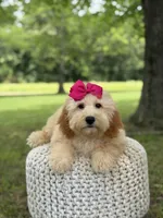 Nelly, a female Miniature Goldendoodle for sale in Mayfield, KY – 8 of 10