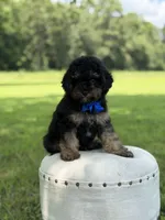 Leo, a male Cavapoo for sale in Mayfield, KY – 10 of 10