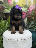 F1B Bernice , a female Bernedoodle for sale in Mayfield, KY – 6 of 10
