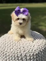 Lori, a female Maltipoo for sale in Mayfield, KY – 8 of 9