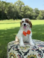 Denim, a male Cavapoo for sale in Mayfield, KY – 4 of 6