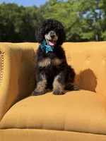 AKC Wally, a male Poodle - Multi-Colored Standard for sale in Mayfield, KY – 6 of 10