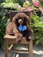 AKC Higgins, a male Poodle - Miniature  for sale in Mayfield, KY – 5 of 10
