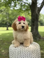 Nelly, a female Miniature Goldendoodle for sale in Mayfield, KY – 2 of 10