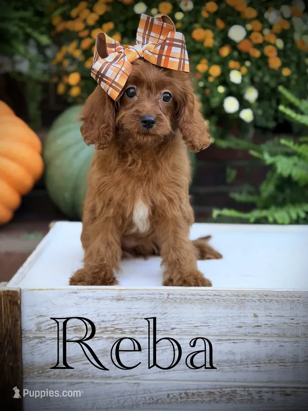 Reba – Cavapoo puppy for sale in Mayfield, KY