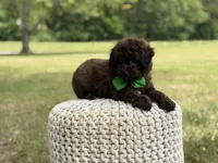 Beckett, a male Miniature Goldendoodle for sale in Mayfield, KY – 8 of 10