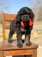 AKC Winston , a male Poodle - Multi-Colored Standard for sale in Mayfield, KY – Photo 3 of 10