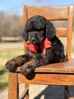 AKC Winston , a male Poodle - Multi-Colored Standard for sale in Mayfield, KY – Photo 6 of 10