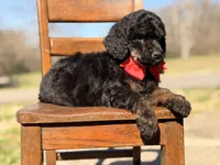 AKC Winston , a male Poodle - Multi-Colored Standard for sale in Mayfield, KY – Photo 10 of 10
