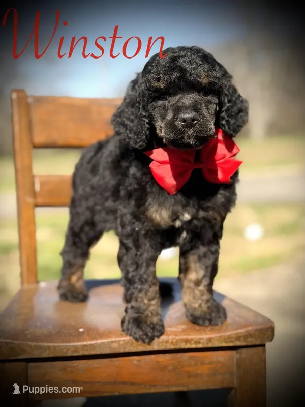 AKC Winston  – Poodle - Multi-Colored Standard puppy for sale in Mayfield, KY