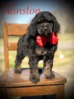 AKC Winston , a male Poodle - Multi-Colored Standard for sale in Mayfield, KY – Photo 1 of 10