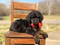 AKC Winston , a male Poodle - Multi-Colored Standard for sale in Mayfield, KY – Photo 9 of 10
