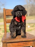 AKC Winston , a male Poodle - Multi-Colored Standard for sale in Mayfield, KY – Photo 8 of 10